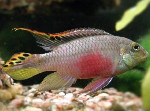 Pelvicachromis pulcher - Königsbuntbarsch (4-5 cm)